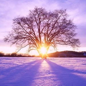 Зимнее солнце, дерево, снег, зима