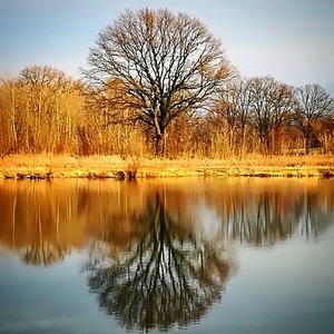 Отражение, осень, лес, озеро