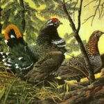 Загадки про лесных птиц: 50 загадок о пернатой дичи
