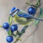 Птичьи загадки: Синица и клёст